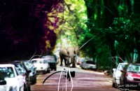 /album/galeria-de-fotos/mundo-animal-jpg/